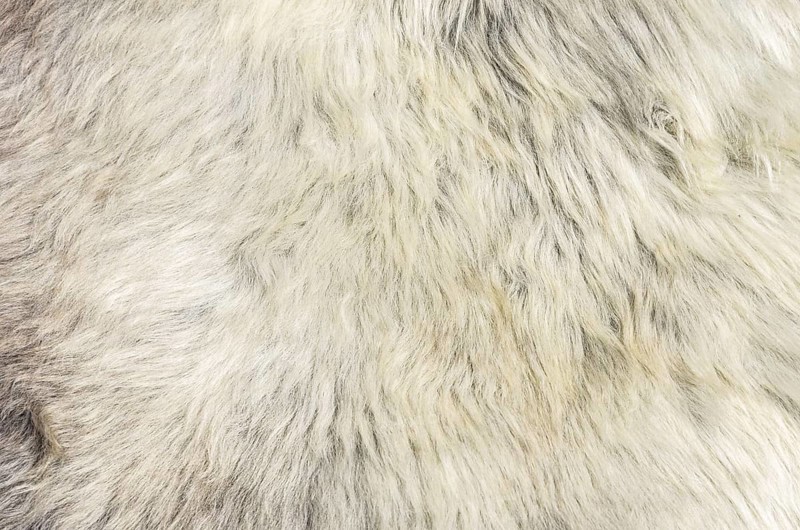 Sheepskin, close-up view of a sheep's coat