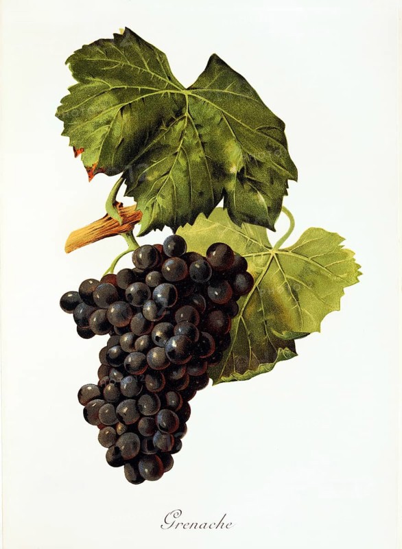 Ampelography, grape variety, oenology, viticulture, grape, grapevine, Grenache, also called Garnacha, is a popular red grape variety grown in various regions of the world, especially in France, Spain and Australia, digitally enhanced reproduction of an original by Alexis Kreyder (1839 to 1912), Historical