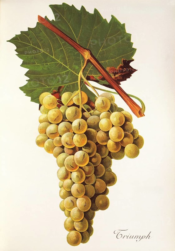 Ampelography, grape variety, oenology, viticulture, grape, grapevine, Triumph grape, digitally enhanced reproduction of a model by Jules Tronca (1855 to 1915), Historical