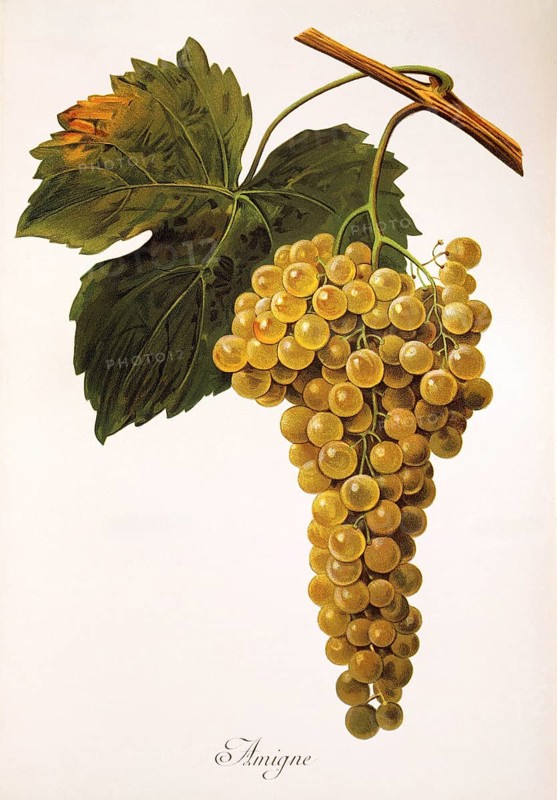 Ampelography, grape variety, oenology, viticulture, grape, grapevine, Amigne is a white wine variety that was once also called Amique. Three quarters of the world's production, around 100, 000 litres, comes from the Swiss canton of Valais, digitally enhanced reproduction of a model by Alexis Kreyder (1839 to 1912), Historisch