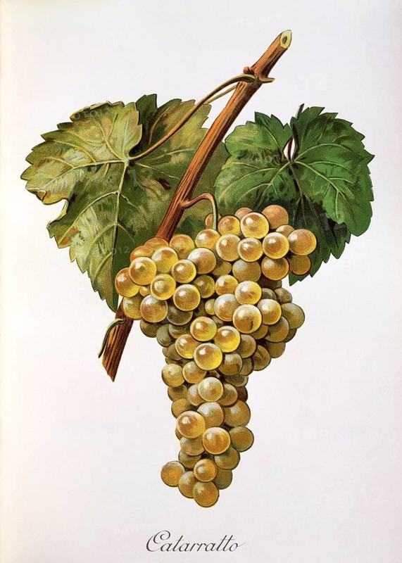 Ampelography, grape variety, oenology, viticulture, grape, grapevine, Fiano grape, a very old autochthonous white wine variety of southern Italy, digitally enhanced reproduction of an original by Alexis Kreyder (1839 to 1912), Historical