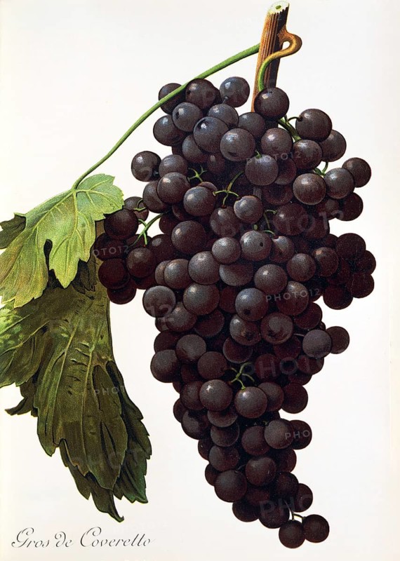 Ampelography, grape variety, oenology, viticulture, grape, grapevine, Gros de Coveretto grape, digitally enhanced reproduction of an original by Alexis Kreyder (1839 to 1912), Historical
