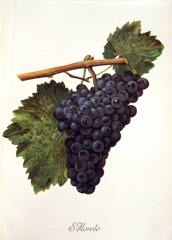 Ampelography, grape variety, oenology, viticulture, grape, grapevine, Moreto grape, digitally enhanced reproduction of an original by Alexis Kreyder (1839 to 1912), Historical
