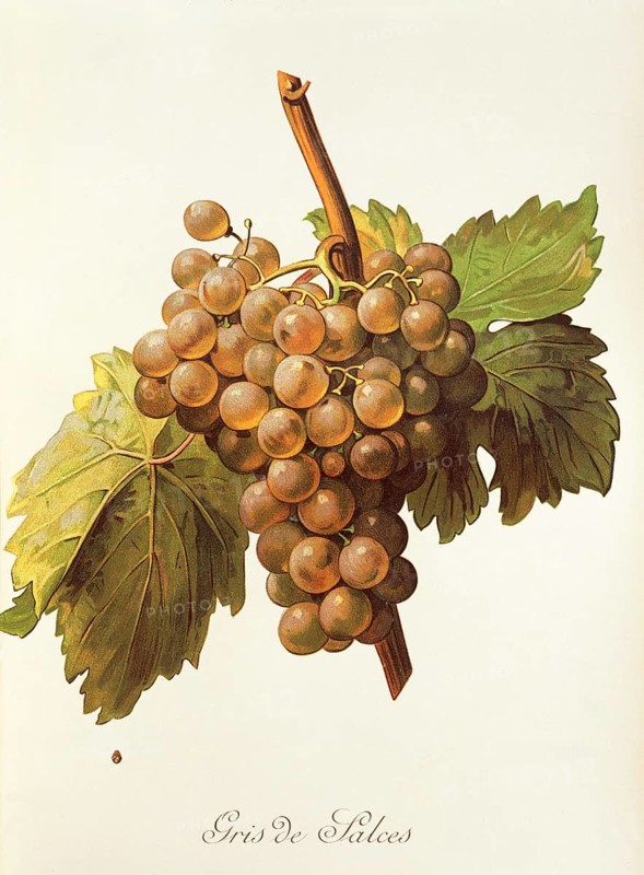 Ampelography, grape variety, oenology, viticulture, grape, grapevine, Gris de Salces grape, digitally enhanced reproduction of an original by Alexis Kreyder (1839 to 1912), Historical