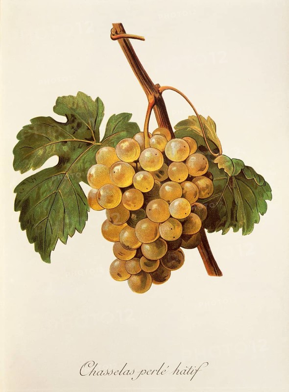 Ampelography, grape variety, oenology, viticulture, grape, grapevine, Chasselas Perle' Hatif grape, digitally enhanced reproduction of an original by Alexis Kreyder (1839 to 1912), Historical