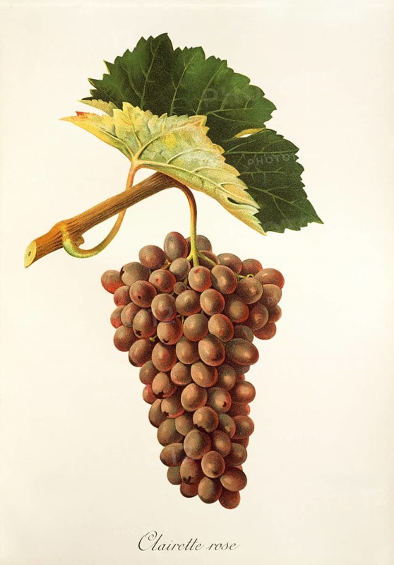 Ampelography, grape variety, oenology, viticulture, grape, grapevine, Clairette Rose grape, digitally enhanced reproduction of an original by Jules Tronca (1855 to 1915), Historical
