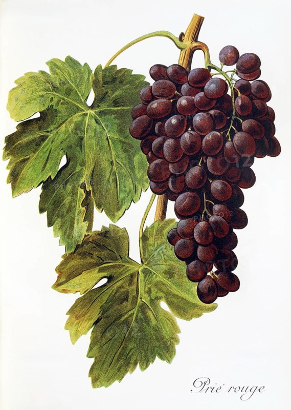 Ampelography, grape variety, oenology, viticulture, grape, grapevine, Prie' Rouge grape, digitally enhanced reproduction of an original by Alexis Kreyder (1839 to 1912), Historical
