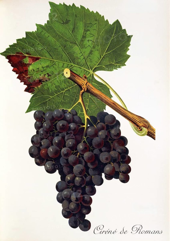 Ampelography, grape variety, oenology, viticulture, grape, grapevine, Cirene de Romans grape, digitally enhanced reproduction of an original by Jules Tronca (1855 to 1915), Historical