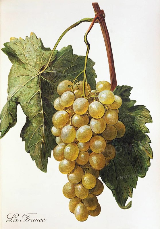 Ampelography, grape variety, oenology, viticulture, grape, grapevine, La France grape, digitally enhanced reproduction of an original by Alexis Kreyder (1839 to 1912), Historical