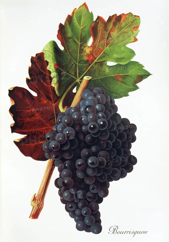 Ampelography, grape variety, oenology, viticulture, grape, grapevine, Bourrisquou grape, digitally enhanced reproduction of an original by Jules Tronca (1855 to 1915), Historical