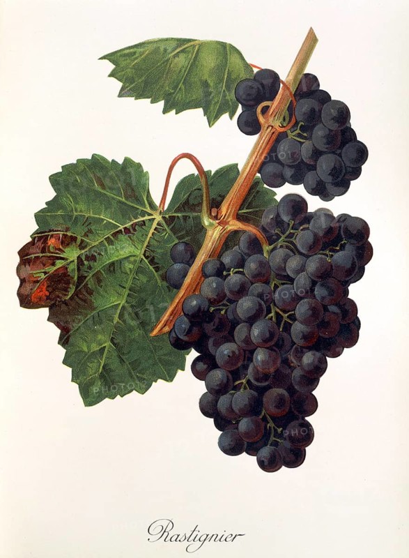 Ampelography, grape variety, oenology, viticulture, grape, grapevine, Rastignier grape, digitally enhanced reproduction of an original by Jules Tronca (1855 to 1915), Historical