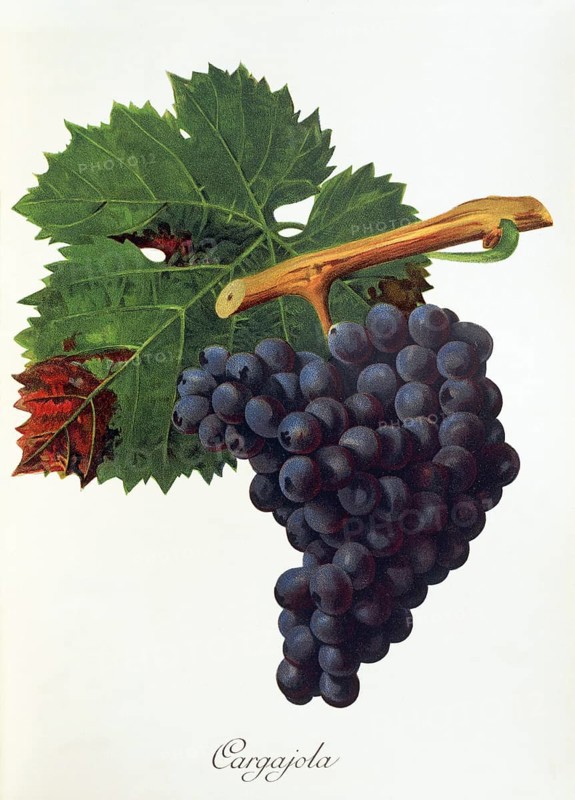 Ampelography, grape variety, oenology, viticulture, grape, grapevine, Cargajola grape, digitally enhanced reproduction of an original by Jules Tronca (1855 to 1915), Historical