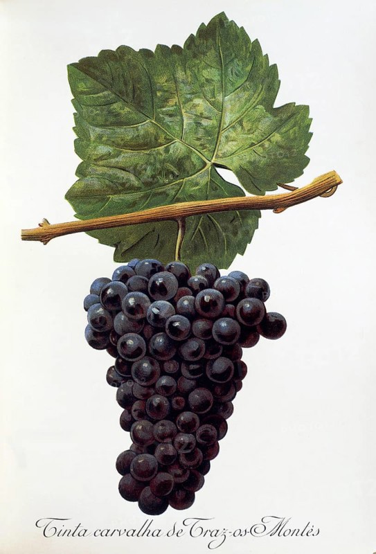 Ampelography, grape variety, oenology, viticulture, grape, grapevine, Tinta Carvalha de Traz-os-Montes grape, digitally enhanced reproduction of an original by Alexis Kreyder (1839 to 1912), Historical
