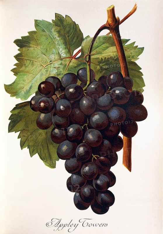 Ampelography, grape variety, oenology, viticulture, grape, grapevine, Appley Towers grape, digitally enhanced reproduction of an original by Alexis Kreyder (1839 to 1912), Historical