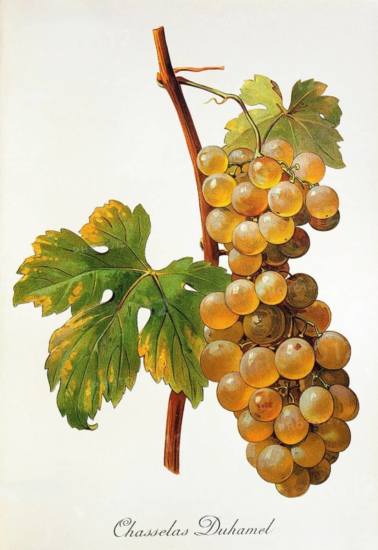 Ampelography, grape variety, oenology, viticulture, grape, grapevine, Chasselas Duhamel grape, digitally enhanced reproduction of an original by Alexis Kreyder (1839 to 1912), Historical