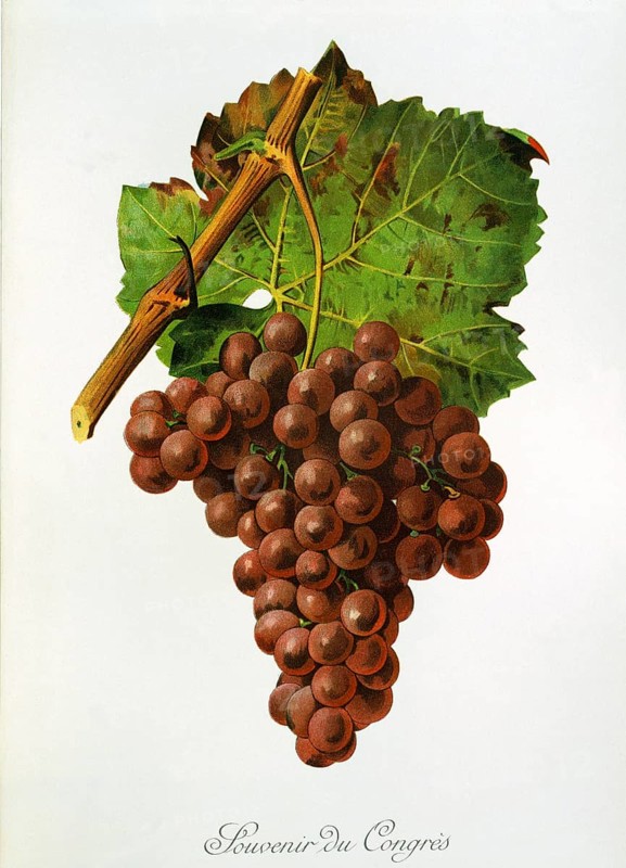 Ampelography, Grape variety, Oenology, Viticulture, Grape, Grapevine, Souvenir du Congres Grape, pink, Table grape from France, Creation 1860, digitally enhanced reproduction of an original by Alexis Kreyder (1839 to 1912), Historical