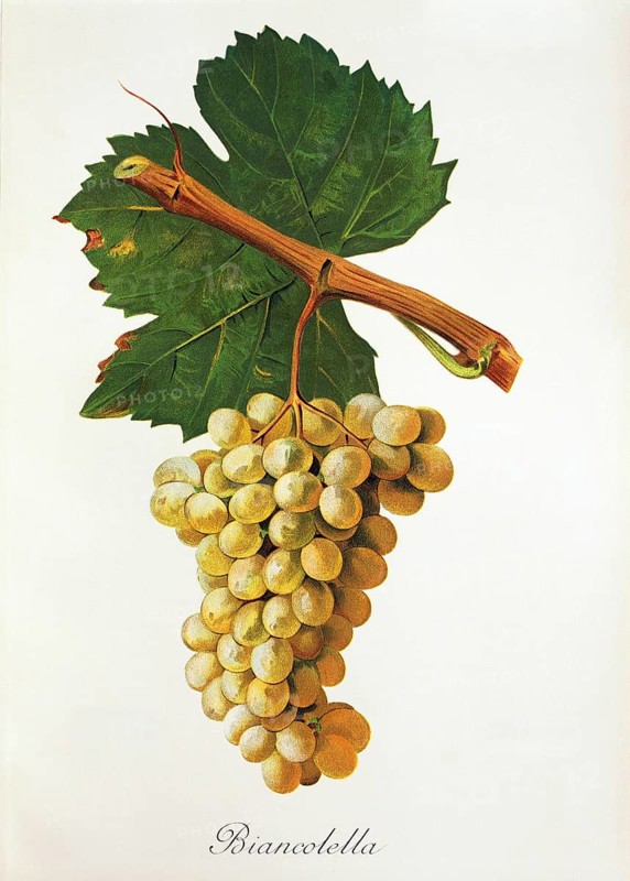 Ampelography, grape variety, oenology, viticulture, grape, grapevine, Biancolella grape, digitally enhanced reproduction of an original by Jules Tronca (1855 to 1915), Historical