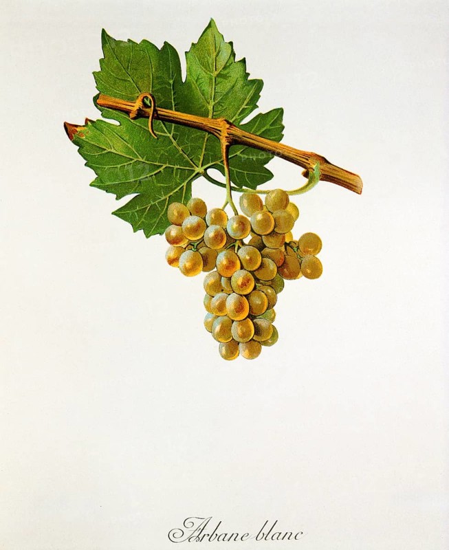 Ampelography, grape variety, oenology, viticulture, grape, grapevine, Arbane is a historical white wine grape variety. It originated in France and is considered an autochthonous grape variety in the Champagne region of Bar-sur-Aube