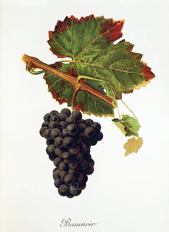Ampelography, grape variety, oenology, viticulture, grape, grapevine, Beaunoir grape, digitally enhanced reproduction of an original by Jules Tronca (1855 to 1915), Historical