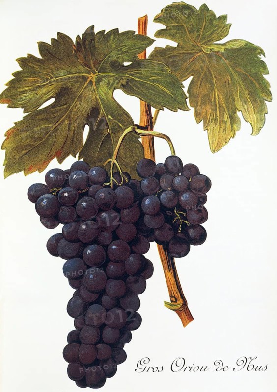 Ampelography, Grape variety, Oenology, Viticulture, Grape, Grapevine, Gros Oriou de Mus grape, digitally enhanced reproduction of an original by Alexis Kreyder (1839 to 1912), Historical