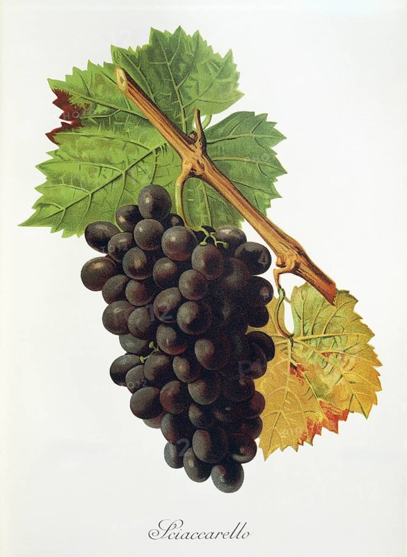 Ampelography, grape variety, oenology, viticulture, grape, grapevine, Sciaccarello grape, digitally enhanced reproduction of an original by Jules Tronca (1855 to 1915), Historical
