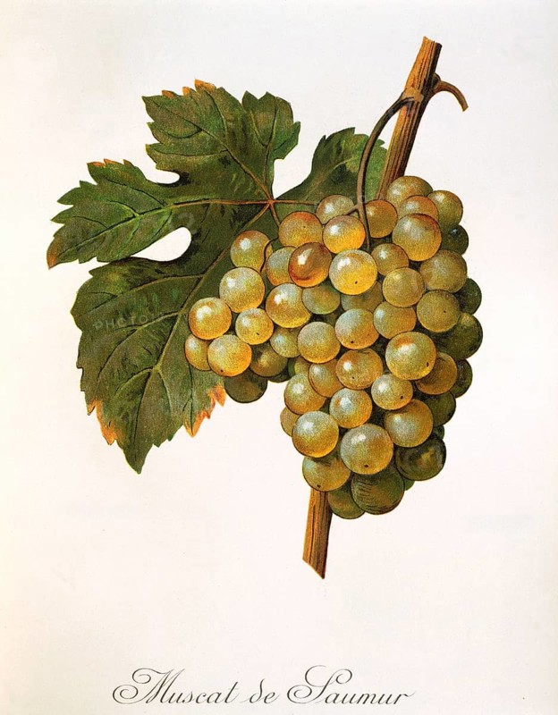 Ampelography, grape variety, oenology, viticulture, grape, grapevine, Muscat précoce de Saumur is a white wine variety from France, digitally enhanced reproduction of a model by Alexis Kreyder (1839 to 1912), Historical