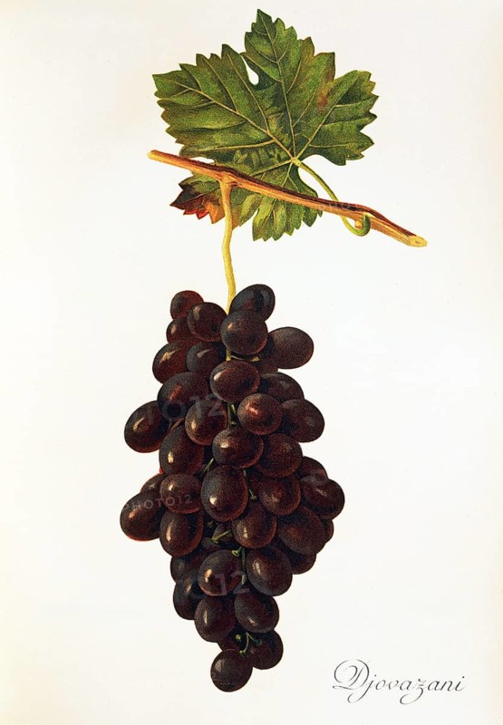 Ampelograhie, Rebsortenkunde, Önologie, Weinbau, Weintraube, Weinrebe, Giovanni it is a Table grapes variety of grapevine. It was grown in Russia, digitally enhanced reproduction of a model by Alexis Kreyder (1839 to 1912), Historisch