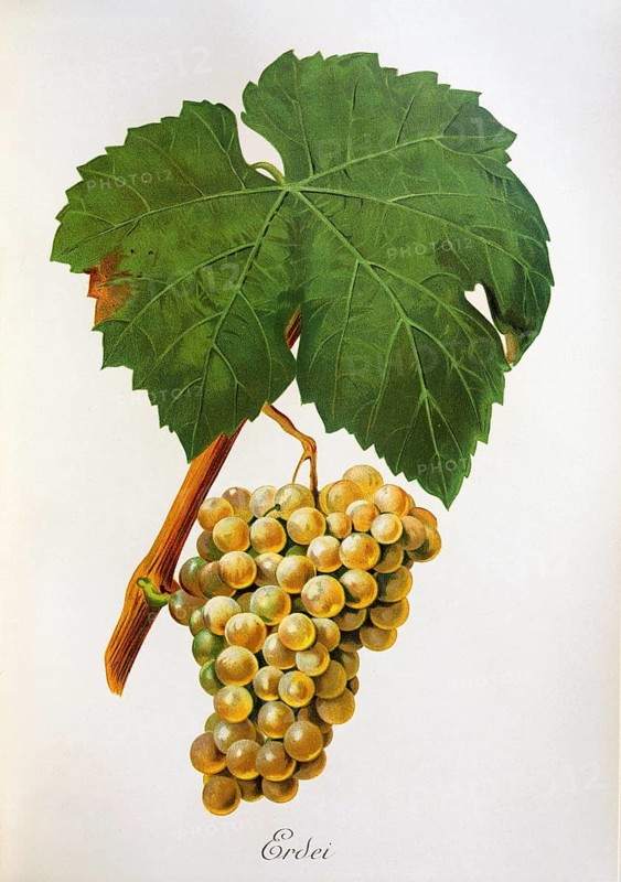 Ampelograhie, Rebsortenkunde, Önologie, Weinbau, Weintraube, Weinrebe, Erdei grape, a white grape variety cultivated mainly in Hungary, Romania, Moldavia, Slovakia and Austria, digitally enhanced reproduction of an original by Alexis Kreyder (1839 to 1912), Historisch