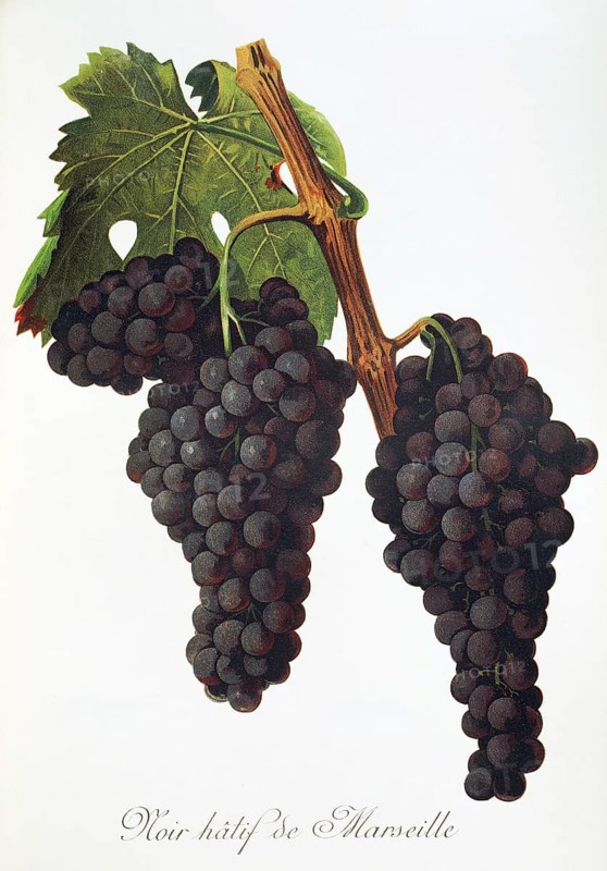 Ampelograhie, Rebsortenkunde, Önologie, Weinbau, Weintraube, Weinrebe, Noir Hatif de Marseille grape, Frühe Schwarze Rebe aus Marseille ist eine alte südliche Rebsorte, die schwarze Tafeltrauben produziert, digitally enhanced reproduction of an original by Alexis Kreyder (1839 to 1912), Historisch