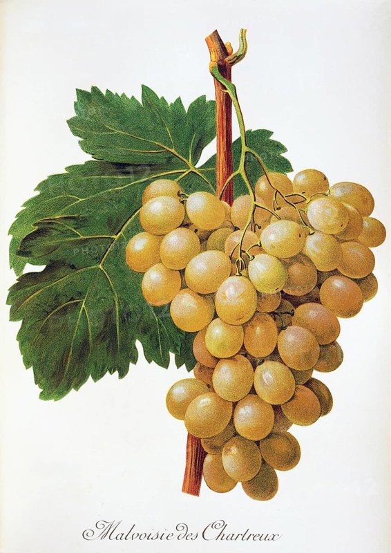 Ampelography, grape variety, oenology, viticulture, grape, grapevine, Malvoisie des Chartreux grape, digitally enhanced reproduction of an original by Jules Tronca (1855 to 1915), Historical