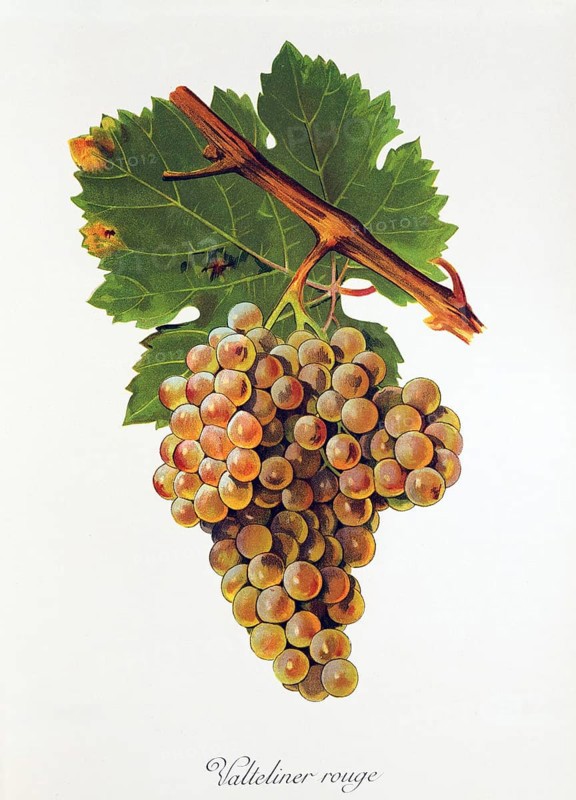 Ampelography, grape variety, oenology, viticulture, grape, grapevine, Valteliner Rouge grape, digitally enhanced reproduction of an original by Jules Tronca (1855 to 1915), Historical