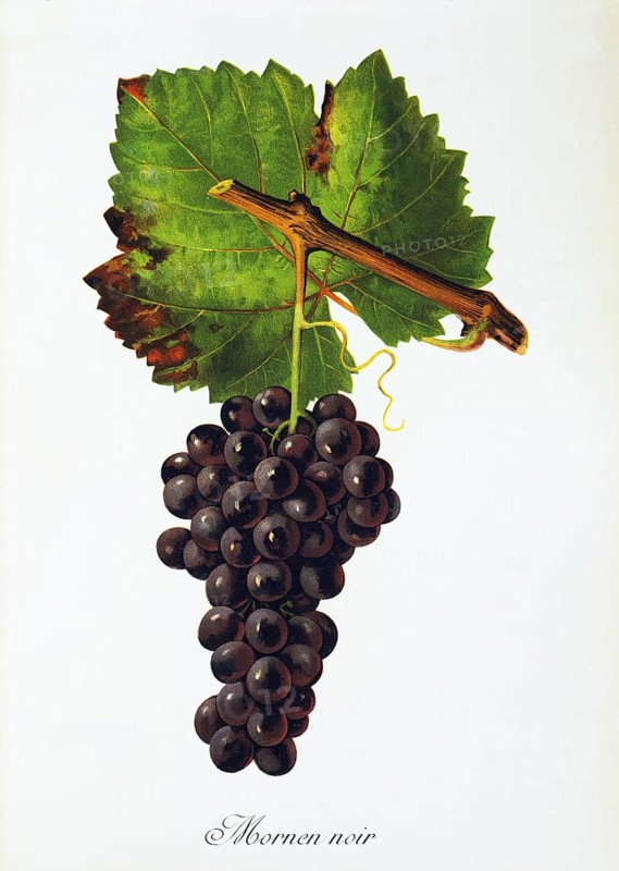 Ampelography, grape variety, oenology, viticulture, grape, grapevine, Mornen Noir grape, digitally enhanced reproduction of an original by Jules Tronca (1855 to 1915), Historical