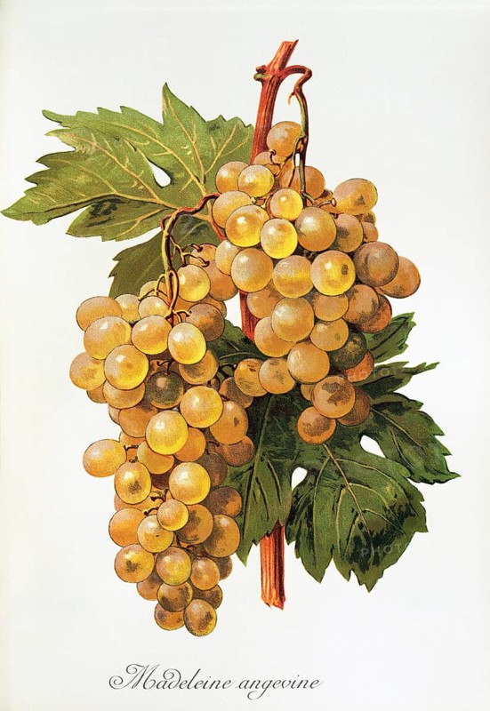 Ampelography, grape variety, oenology, viticulture, grape, grapevine, Madeleine Angevine grape, digitally enhanced reproduction of an original by Alexis Kreyder (1839 to 1912), Historical