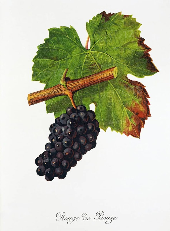 Ampelography, grape variety, oenology, viticulture, grape, grapevine, Rouge de Bouze grape, digitally enhanced reproduction of an original by Jules Tronca (1855 to 1915), Historical
