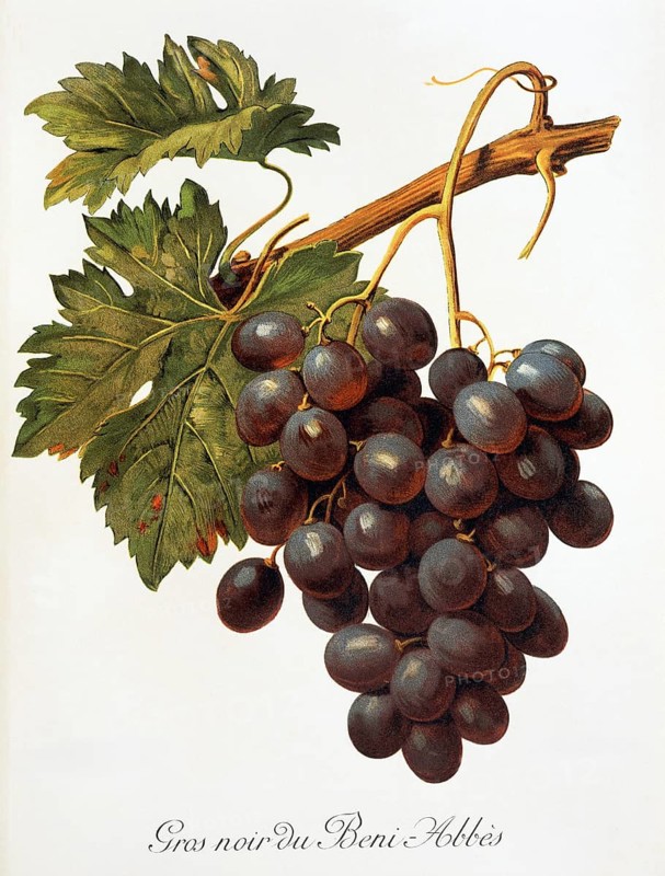 Ampelography, grape variety, oenology, viticulture, grape, grapevine, Abbes grape, digitally enhanced reproduction of an original by Alexis Kreyder (1839 to 1912), Historical