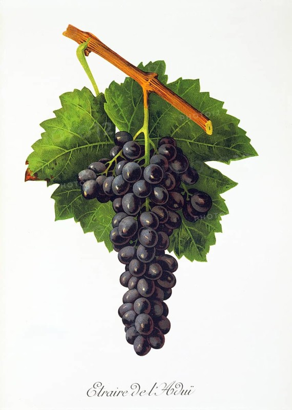 Ampelography, grape variety, oenology, viticulture, grape, grapevine, Etraire del'Adui grape, digitally enhanced reproduction of an original by Jules Tronca (1855 to 1915), Historical