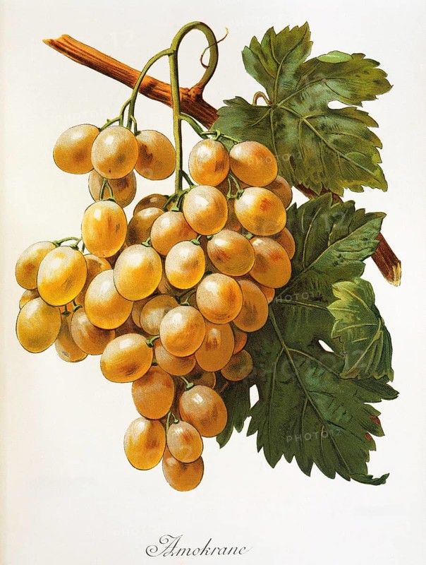 Ampelography, grape variety, oenology, viticulture, grape, grapevine, Amokrane grape, digitally enhanced reproduction of an original by Alexis Kreyder (1839 to 1912), Historical