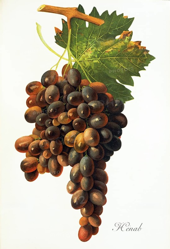 Ampelography, grape variety, oenology, viticulture, grape, grapevine, Henab Noir grape, digitally enhanced reproduction of an original by Jules Tronca (1855 to 1915), Historical