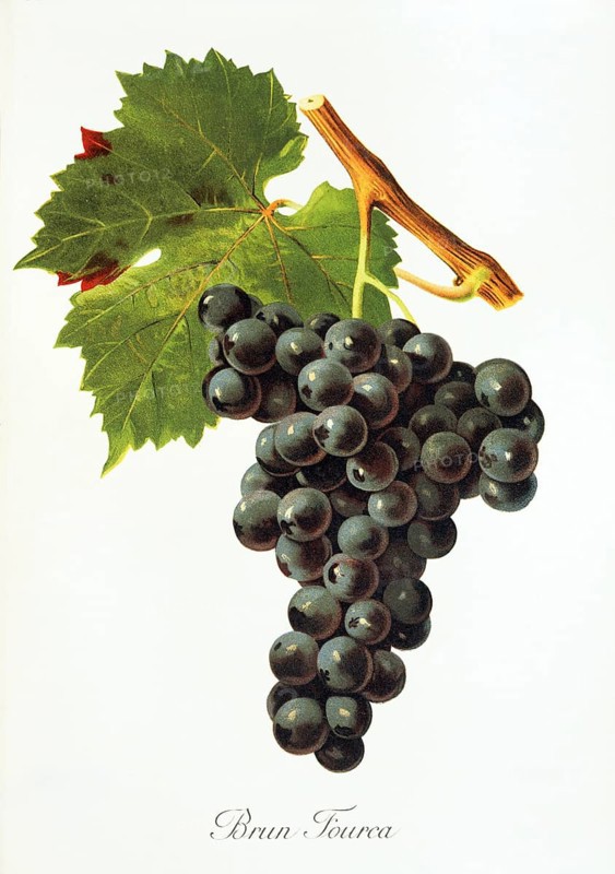 Ampelography, grape variety, oenology, viticulture, grape, grapevine, Brun Fourca grape, digitally enhanced reproduction of an original by Jules Tronca (1855 to 1915), Historical