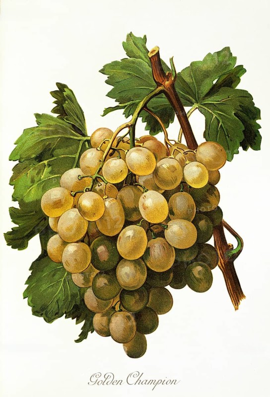 Ampelography, grape variety, oenology, viticulture, grape, grapevine, Golden Champion grape, digitally enhanced reproduction of an original by Alexis Kreyder (1839 to 1912), Historical