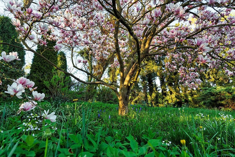 Flowering magnolia tree, tulip magnolia (Magnolia x soulangeana) on a spring meadow, Höxter, Germany