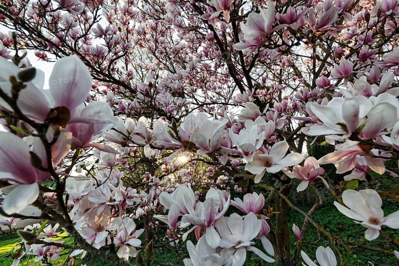 Flowering magnolia tree, tulip magnolia (Magnolia x soulangeana), sea of flowers, sunbeams, Höxter, Germany