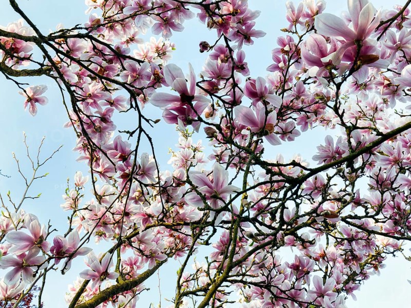 Flowering magnolia tree, tulip magnolia (Magnolia x soulangeana), sea of flowers, view upwards, Höxter, Germany