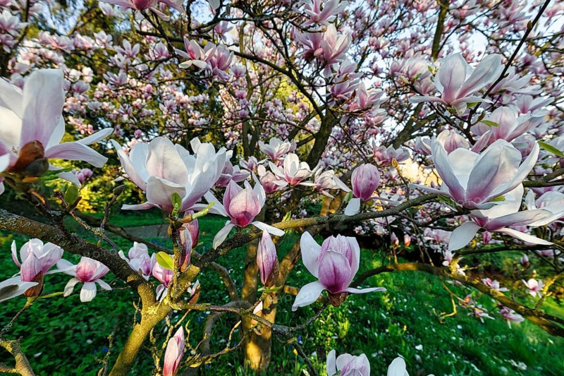 Flowering magnolia tree, tulip magnolia (Magnolia x soulangeana), magnolia blossoms, Höxter, Germany