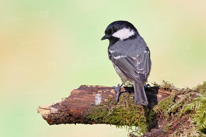 Fir tit (Parus ater), sitting on an old rotten branch covered with moss, back view, Wilnsdorf, North Rhine-Westphalia, Germany
