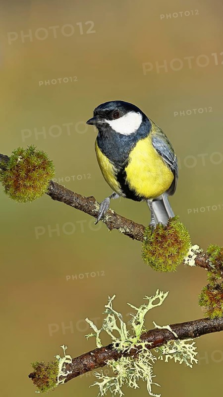 Great tit (Parus major), sitting on a branch overgrown with lichen and moss, Wilnsdorf, North Rhine-Westphalia, Germany