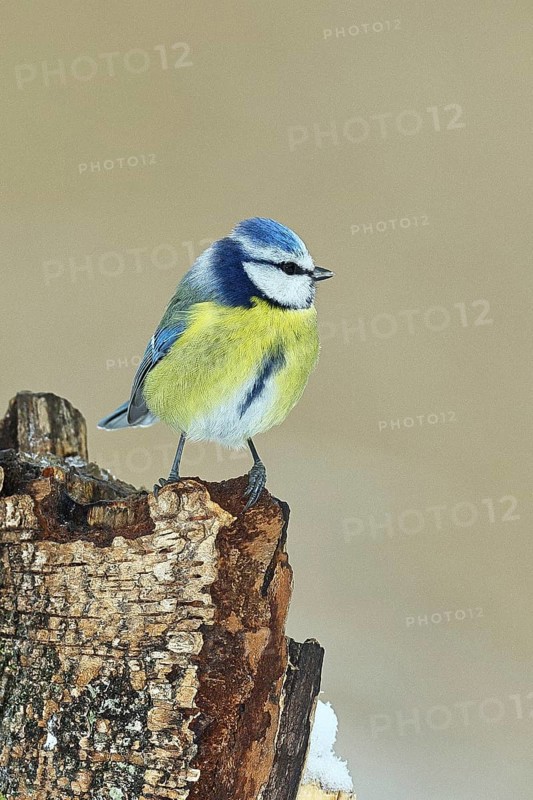 Blue tit (Parus caeruleus), sitting on dead wood in the forest, Wilnsdorf, North Rhine-Westphalia, Germany