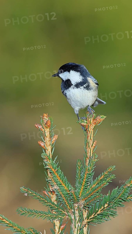 Fir tit (Parus ater), sitting on the top of a young spruce, European spruce (Picea abies), Wilnsdorf, North Rhine-Westphalia, Germany