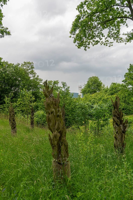Schifflersgrund border museum memorial on the former border between the FRG and the GDR, Burnt Dreams by the artist Sebastian Seiffert, Flames as a symbol of the victims on the inner-German border, Bad Sooden-Allendorf, Art made from tree trunks, Observation tower, Forest, Meadow, Hesse, Asbach-Sickenberg Thuringia, Germany