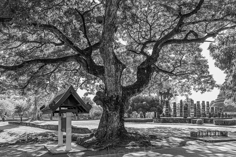 Old deciduous tree in historical park, black and white photo, Sukhothai, Sukhothai Province, Thailand